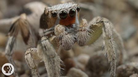 Video thumbnail: Deep Look For These Tiny Spiders, It's Sing or Get Served