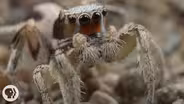 For These Tiny Spiders, It's Sing or Get Served