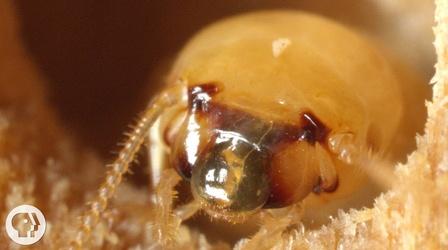 Video thumbnail: Deep Look Termites and their Palace of Poop
