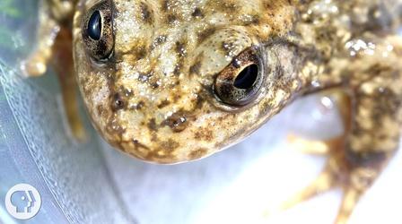 Video thumbnail: Deep Look Stopping the Frog Apocalypse with a New Vaccine