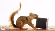 Watch These Frustrated Squirrels Go Nuts!