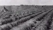 The Depression Comes to the Southern Plains