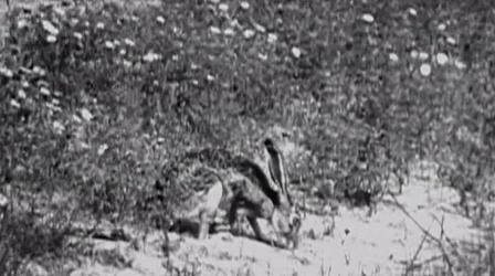 Video thumbnail: The Dust Bowl Jack Rabbits