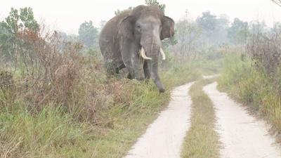 Human and Elephant Conflict in Sumatra