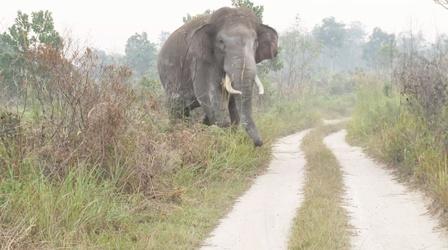 Video thumbnail: EARTH A New Wild Human and Elephant Conflict in Sumatra
