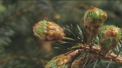 Timelapse of Budding Sitka and Hemlock Plants