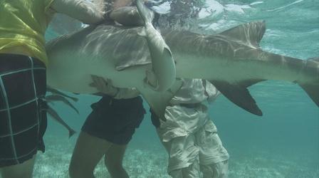 Video thumbnail: EARTH A New Wild Lemon Shark Birth in Bimini, Bahamas