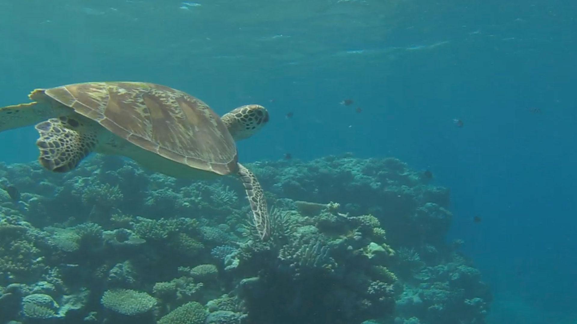 Tiger Sharks Feast on Turtles at Raine Island, Australia EARTH A New