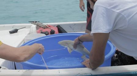 Video thumbnail: EARTH A New Wild Student Scientists Tag a Baby Lemon Shark