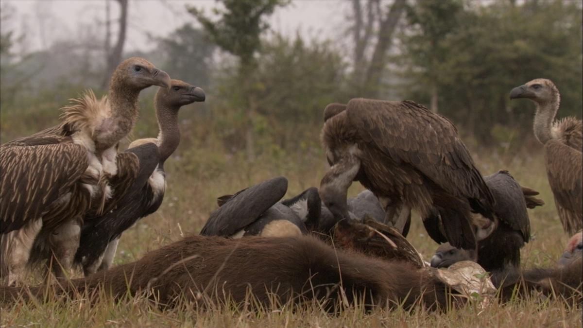 How to Film Inside a Carcass (GRAPHIC) | EARTH A New Wild | THIRTEEN ...