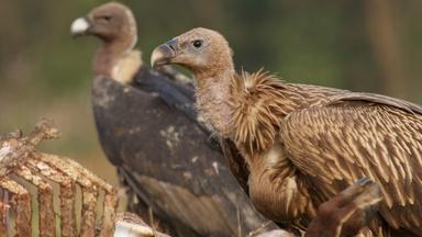 Vultures Scavenge a Carcass (GRAPHIC)