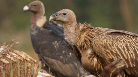 Vultures Scavenge a Carcass (GRAPHIC)