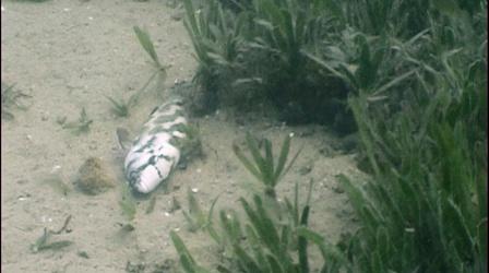 Video thumbnail: EARTH A New Wild Wonderful Cichlids: Playing Dead
