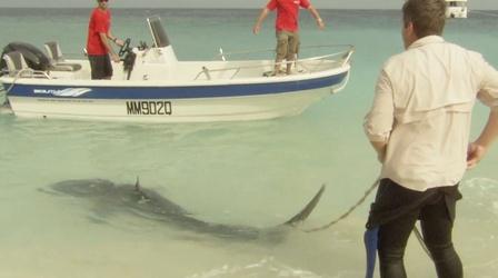 Video thumbnail: EARTH A New Wild Shark Scientist Richard Fitzpatrick Tags a Tiger Shark