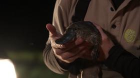 Video thumbnail: First Peoples The Dangers of Genetic Isolation