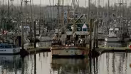 Food Rebels: Steve Mintz & Karl Nish, American Tuna