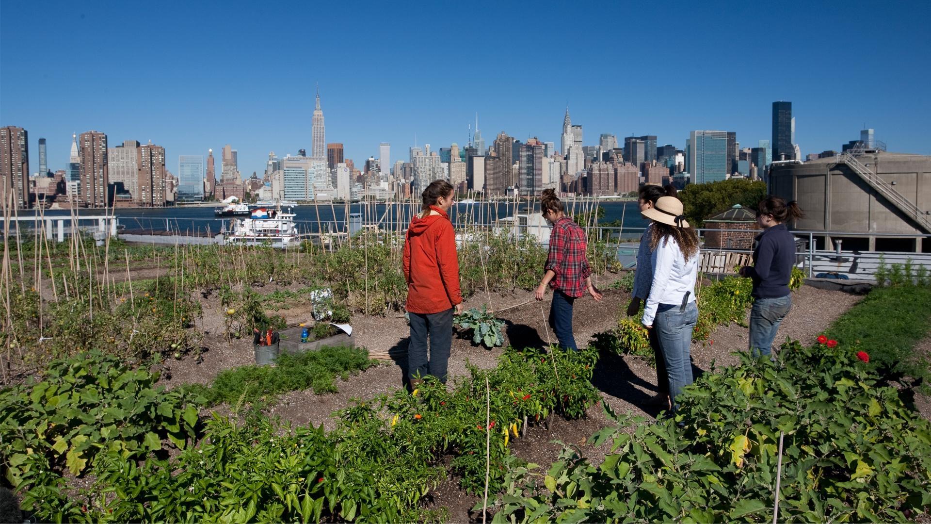 Urban Gardening