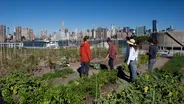 Pilot Episode: Urban Farming