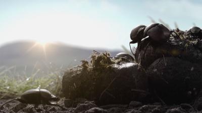 Dung Beetles on a Spinning Planet