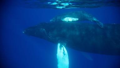 Humpback Whale Nursery