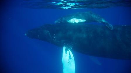 Video thumbnail: Forces of Nature Humpback Whale Nursery
