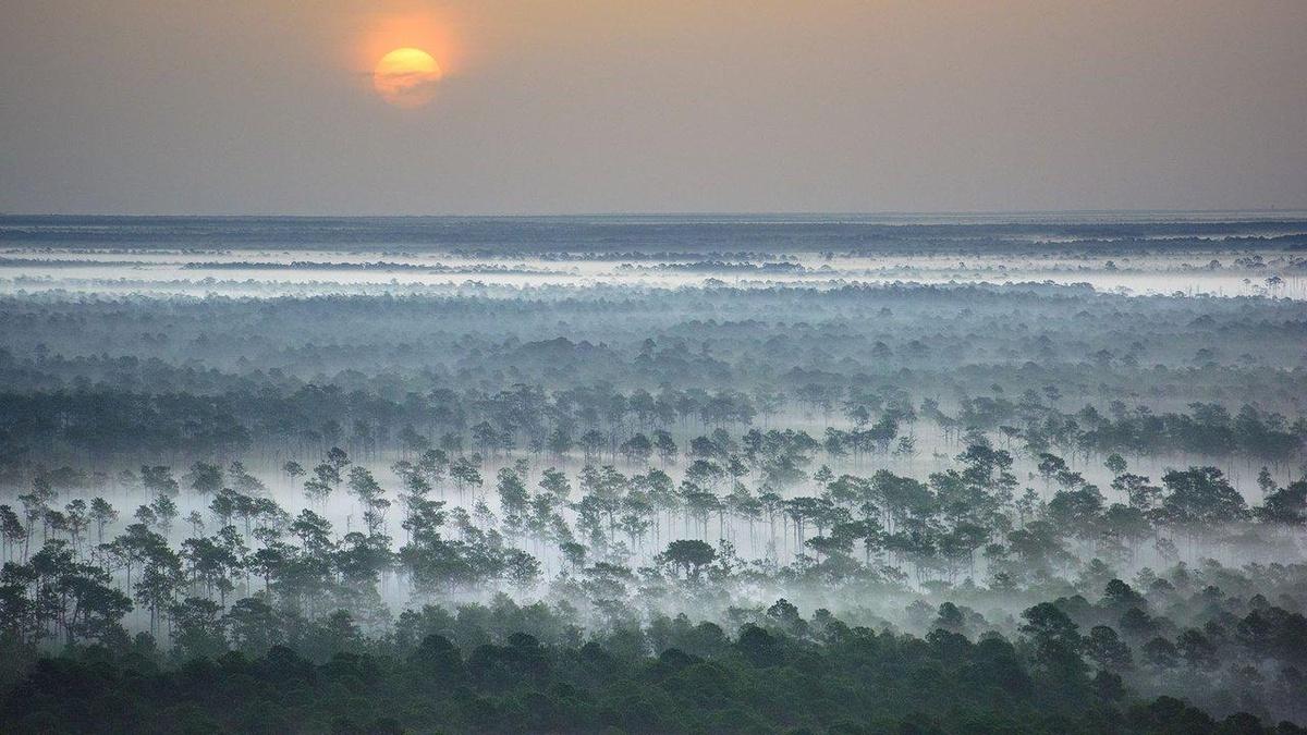The Coast Return to Wild Florida The Coast