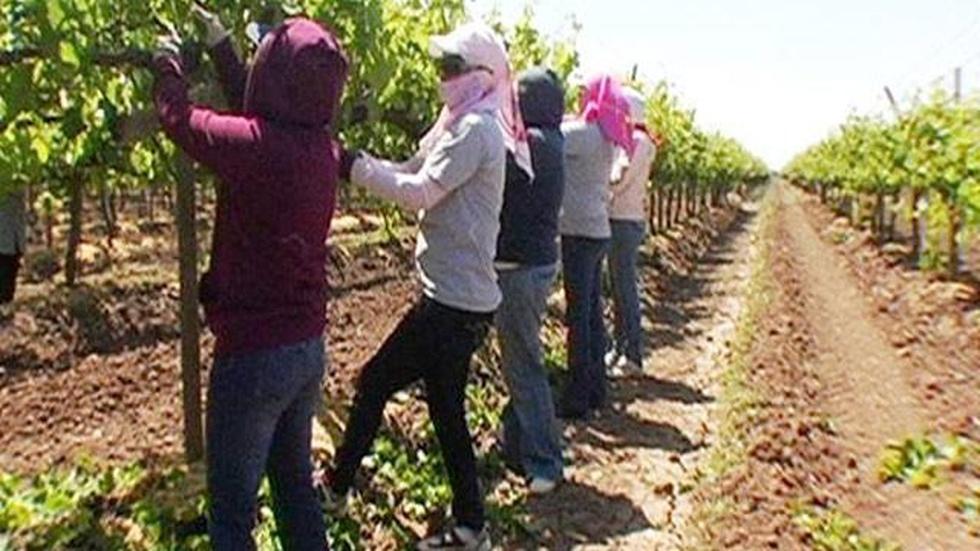 California: The Immigration Dilemma image