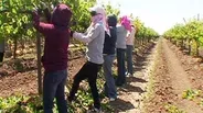 California: The Immigration Dilemma