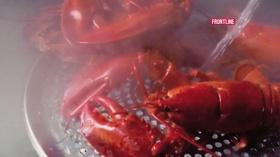 Video thumbnail: FRONTLINE “I’m Gonna Need More Sugar”