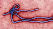Ebola Outbreak/Hunting Boko Haram