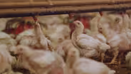 The Trouble with Antibiotics