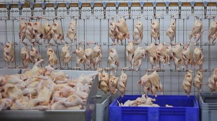 Video thumbnail: FRONTLINE The Trouble with Chicken