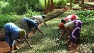 Taking Root: The Vision of Wangari Maathai