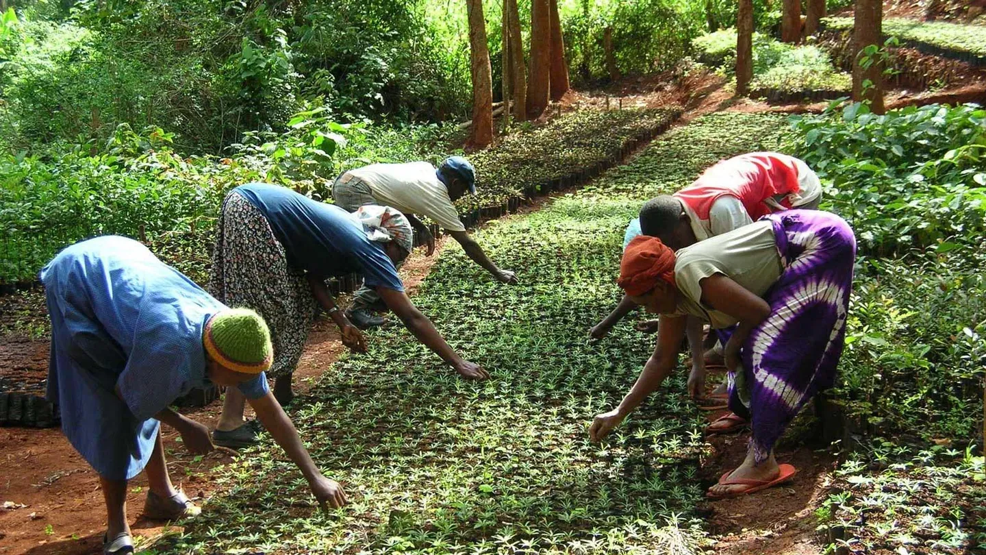 Taking Root: The Vision of Wangari Maathai