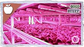Video thumbnail: The Good Stuff Are Vertical Farms The Future Of Agriculture?