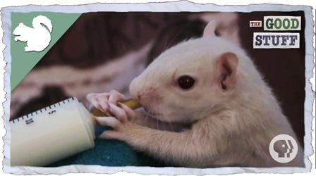 Video thumbnail: The Good Stuff The Rare Albino Squirrels of Olney, Illinois