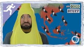 Will Bananas be Wiped Out By Disease?: asset-mezzanine-16x9