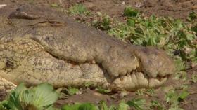 Video thumbnail: Gorongosa Park How to Pack a Monster Chomp