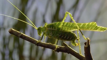 Video thumbnail: Gorongosa Park Key to a Hidden World