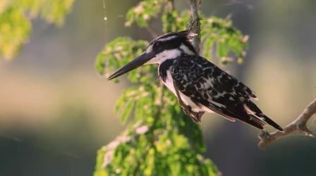 Video thumbnail: Gorongosa Park Belly Rub Fit for a Kingfisher