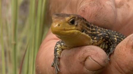 Video thumbnail: Gorongosa Park Are You Smarter Than a Lizard?