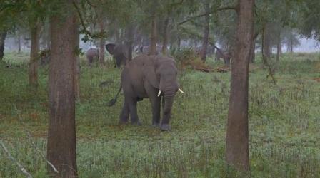 Video thumbnail: Gorongosa Park Elephants Don't Forget, But They Can Forgive 