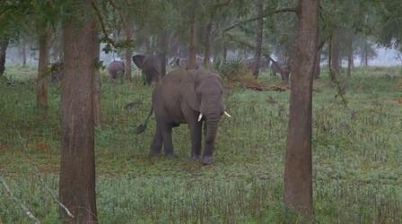 Video thumbnail: Gorongosa Park Elephants Don't Forget, But They Can Forgive