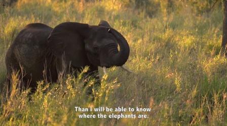 Video thumbnail: Gorongosa Park Facing Fears of Elephants