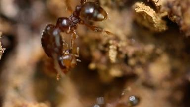 Ants That Can't Walk