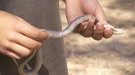 Video thumbnail: Gorongosa Park How Do You Get a Deadly Snake Out of Your Car?