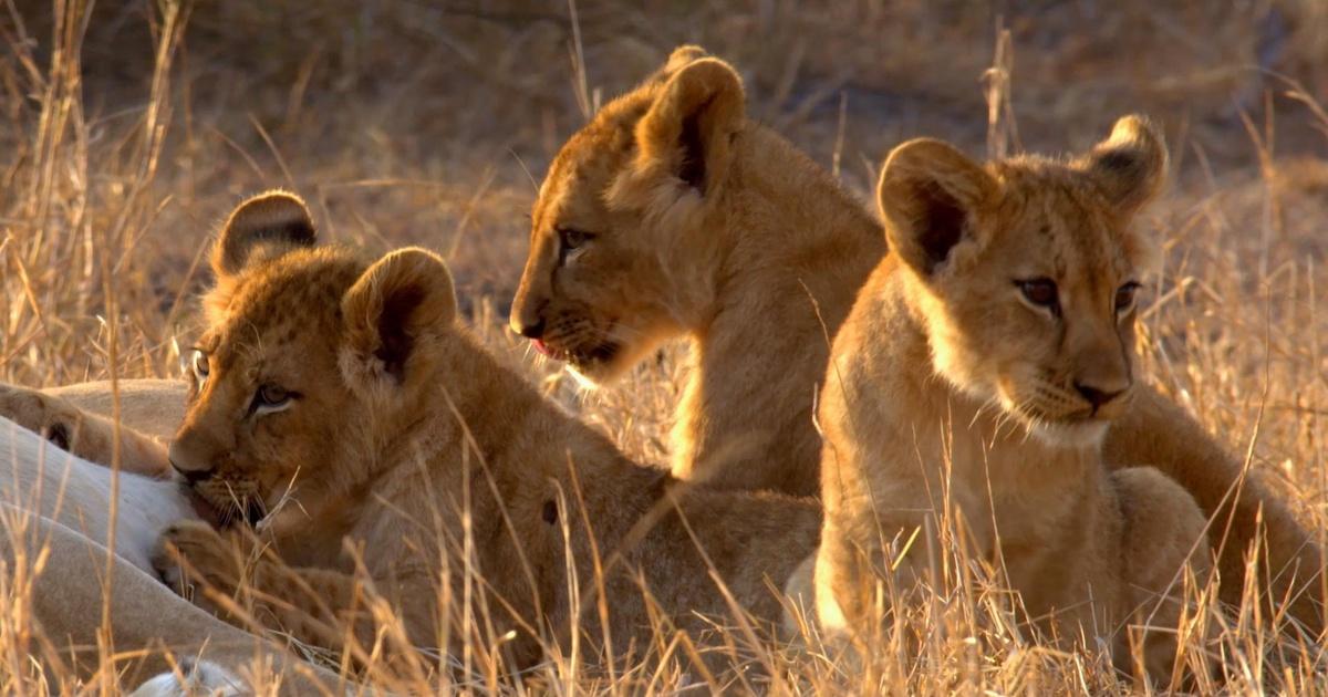 Gorongosa National Park Biome Gorongosa Park | Opb