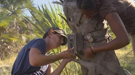 Video thumbnail: Gorongosa Park Trail Cameras & Collars Help Scientists Restore Wildlife