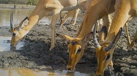Video thumbnail: Gorongosa Park WildCam Gorongosa: Citizen Science to Support Conservation