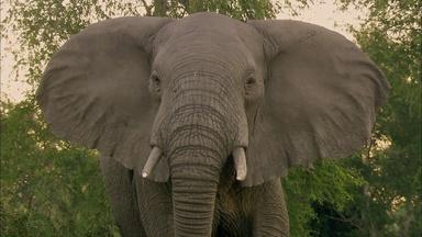 Episode 2 | Elephant Whisperer